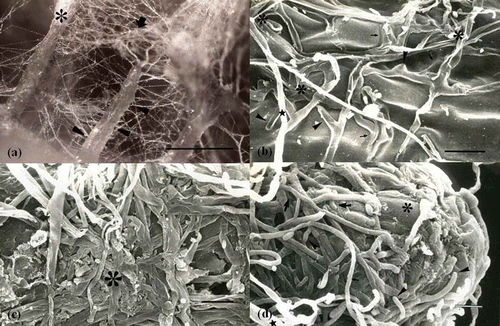 Figure 3. Structural changes of ECM hyphae occurring during ECM development. (a) Dense extraradical mycelium cluster forms cottony ectomycorrhizal roots (large asterisk). The extraradical mycelium (arrow) and hyphal strands (arrowheads) colonize nearly lateral roots. Scale: 0.5 mm. (b) Hyphae on the elongation zone in the early mantle stage. Hyphae are embedded in mucilage (arrows). Fungal morphology is characterized by greater branching (arrowheads) and greater hyphal diameter (asterisk) than normal hyphae (star). Scale: 10 μm. (c) The inner mantle of mature mantle stage. Hyphal morphology of the inner mantle is modified as tissue-like, with compact, flat and repeatedly branched hyphae (large asterisk). Scale: 10 μm. (d) Root apical zone of the mature mantle stage. Root cap cells (small asterisk) can be observed beneath the branching (arrowhead) and expanding hyphae of the developing inner mantle and loosely organized hyphae (small arrow) of the outer mantle. Scale: 10 μm (Jung and Tamai Citation2011).