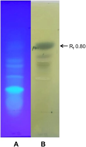Figure 1. TLC analysis of the culture filtrate of Hypomyces perniciosus. (A) under UV light; (B) sprayed with Folin-Ciocalteu reagent.