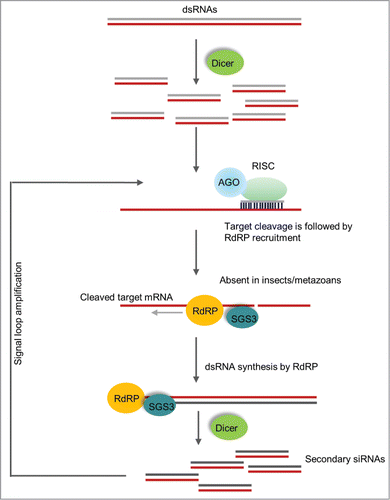 Figure 3. RNA dependent RNA polymerase amplification of siRNAs. The figure shows the signal amplification by RdRP and processing of siRNAs in plants. In this mechanism, Dicer processed primary siRNAs from an exogenous dsRNA guide the target mRNA cleavage. The cleaved mRNA will then be used as template for RdRP to produce dsRNA and targeted by Dicer, initiating the amplification cycle. This type of robust amplification is absent in hemipteran insects but present in plants and C. elegans.