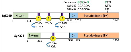Figure 1. Schematic representation of SgK269 and SgK223 structure. Amino acid substitutions in the pseudokinase domain relative to consensus sequence motifs in bona fide kinases (glycine-rich loop and DFG motif) are highlighted. Functionally-annotated tyrosine phosphorylation sites are also shown. SgK269 Y665 is known to regulate focal adhesion turnover. CH: predicted C-terminal α-helical region. For full details please refer to text.