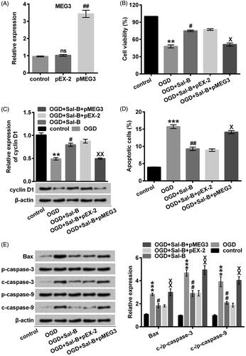 Figure 5. MEG3 overexpression abolished the protective effects of Sal-B against OGD-induced H9c2 cells damage. (A) MEG3 was determined with qRT-PCR after transfection with pMEG3 or not. ns: p > .05 compared with the normoxia control. ##p < .01 compared with the OGD-treated group. (B) Cell viability was assessed with CCK-8. H9c2 cells were stimulated with OGD for 2 h before pre-incubation with Sal-B at indicated concentrations. (C) A Western blot of cyclin D1 was represented with normalization to β-actin. (D) Apoptotic cells were observed with a flow cytometry after stain with Annexin V-FITC/PI. (E) Western blots of apoptosis-related proteins were suggested with normalization to β-actin. H9c2 cells were stimulated with OGD for 2 h before pre-incubation with Sal-B (10 μM) for 24 h. ns: p > .05, **p < .01 or ***p < .001 compared with the normoxia control. #p < .05 or ##p < .01 compared with the OGD-treated group. Xp < .05 or XXp < .01 compared with the OGD + Sal-B + pEX-2 group. CCK-8: cell counting kit-8; FITC/PI: fluorescein isothiocyanate/propidium iodide; MEG3: maternally expressed gene 3; OGD: oxygen and glucose deprivation; Sal-B: salvianolic acid B; MEG3: maternally expressed gene 3; ns: not significant; OGD: oxygen and glucose deprivation; Sal-B: salvianolic acid B; c: cleaved; p: pro; qRT-PCR: quantitative reverse transcription PCR.