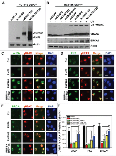 Figure 5. Adenovirus-mediated expression of RNF168 and RNF8 or168 partially rescues the formation of UVRIF of uH2A, FK2 and BRCA1 in HCT116-USP7−/− cells. (A) HCT116-USP7−/− cells were infected with the indicated adenoviral vectors expressing HA-tagged RNF8 and RNF168. Expression of RNF8 and RNF168 was examined by anti-HA Western blotting. (B) HCT116-USP7−/− cells were infected with indicated adenoviral vector or vector combination. The infected cells were harvested 2 h after UV exposure. The cell lysates from infected cells were examined by Western blotting for γH2AX and BRCA1 with anti-Actin blot as loading control. (C) The adenoviral vector infected cells were exposed to micropore UV irradiation at 100 J/m2. Two hour after UV irradiation, UVRIF of uH2A and γH2AX were visualized by immunofluorescence using specific antibodies. (D) UVRIF of FK2 and γH2AX. (E) UVRIF of BRCA1 and γH2AX. (F) Bar graph illustrates quantitative data of UVRIF. Mean ± SD of UVRIF vs. γH2AX positive cell ratio was calculated from 4–6 microscopic fields of 3 independent experiments. The p values were results from Student's t-test. Symbol * indicates P ≤ 0.05; Symbol ** indicates P ≤ 0.01. Calibration bar is 10 μm.