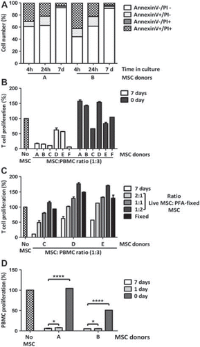 Figure 1. Immunosuppressive potential of freshly thawed human MSC compared with MSC in culture. (A) Cell viability analysis was performed on freshly thawed and cultured MSC using annexin V and PI labeling. (B) T-cell proliferation assays were performed using CFSE-labeled human PBMC activated with 0.4 μg/mL anti-CD3 and -CD28 antibodies and co-cultured for 4 days with or without MSC maintained in culture for 7 days or freshly thawed at a MSC:PBMC ratio of 1:3. Cell proliferation was determined by flow cytometry after gating lymphocytes on the forward and side scatter plot and measuring the percentage of CFSElow T cells. (C) T-cell proliferation assay performed as in (B) using cultured MSC mixed with PFA-fixed MSC at a ratio of live:fixed of 2:1, 1:1, 1:2 or 100% fixed. A MSC:PBMC ratio of 1:3 was used. (D) T-cell proliferation assays performed as in (B) on two MSC donors freshly thawed and cultured for 1 and 7 days. Figures show representative results with means ± SD.