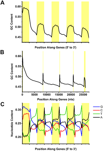 Figure 2. Sequence features of mRNAs. A-B) GC-content averaged over each exon (yellow) and intron (white) of all human protein-coding genes with 5 exons plotted from 5’ to 3’ ends. Note that in (A) each exon and intron metaplot was normalized, while in (B) they were adjusted to reflect the average length of each exon and intron of all genes in the dataset. C) Similar to (A) except that the average nucleotide-content of the coding strand was plotted from 5’ to 3’ ends.