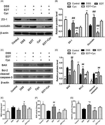 Figure 8. Cyc partially reverses the protective effect of EDT on barrier disruption and its effect on oxidative stress. (A–B) Levels of ZO-1 and occludin were determined using Western blot analyses. (C-D) Levels of Bax, cleaved caspase 3, and Bcl-2 were determined using Western blot analyses. (E) The MDA content, (F) SOD activity, and (G) GSH-Px activity were determined in the colon tissues. Data are presented as means ± S.D. (n = 6). DSS: dextran sulphate sodium; EDT: eriodictyol; Cyc: cyclopamine; *p < 0.05 and **p < 0.01 compared with the DSS group. #p < 0.05 and ##p < 0.01 compared with the EDT + Cyc group.