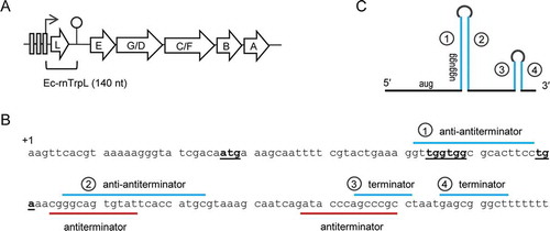 Figure 1. The trp operon and the sRNA Ec-rnTrpL in E. coli. (A) The trpLEGDCFBA operon with indicated operators (grey rectangles), transcription start site (flexed arrow) and attenuation terminator (hairpin). The region corresponding to Ec-rnTrpL is indicated. (B) Sequence of the Ec-rnTrpL gene with indicated trpL ORF (start, Trp and stop codons are in bold and underlined) and base pairing regions involved in the regulation of the trp operon by transcription attenuation are marked. (C) Schematic representation of Ec-rnTrpL, which arises by transcription attenuation. Base pairing regions leading to formation of the anti-antiterminator (Citation1 and Citation2) and the terminator (Citation3 and Citation4) are indicated. For details, see (B)