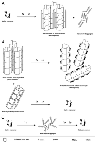 Figure 1. Schematic representation of the effects of high pressure to native soluble as well as different aggregated states of recombinant prion proteins.