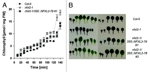 Figure 4. Analysis of cuticle permeability. (A) Chlorophyll leaching assays with mature rosette leaves. Rosette leaves of 4-week-old soil-grown plants were immersed in 80% ethanol for different time periods. Results are given as mean ± SE (B) Toluidine-blue staining of rosette leaves. Representative rosette leaves are shown after staining with an aqueous solution (0.05%) of toluidine blue. Left: Plants grown under aseptic conditions. Right: Plants grown in soil.