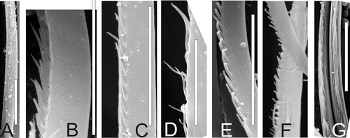 Figure 8. Serrate chaetae of arctic and north-boreal Micronephthys. A–D, M. minuta; E–G, M. neotena. A,G, lower parts, others middle parts. Scale bars: all 10 μm; SEM.