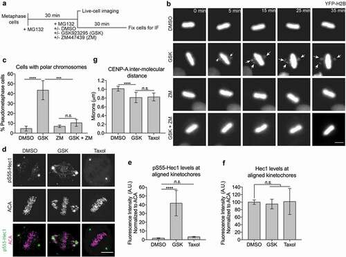 Figure 4. Maintaining low levels of Aurora B-mediated phosphorylation on attached kinetochores depends on the motor motility of CENP-E. (a) Schematic representation of chemical inhibition treatments protocol. (b) Aurora B inhibition can rescue chromosome misalignment caused by inhibition of CENP-E motility. Representative still frames of live-cell imaging of HeLa cells stably expressing YFP-H2B treated with or without a CENP-E inhibitor, GSK923295 (GSK), and an Aurora B inhibitor, ZM447439 (ZM), as indicated. Arrows indicate misaligned chromosomes. Scale bar, 20 μm. (c) Quantification (mean ± SD of three independent experiments) of T98G metaphase cells with fully aligned chromosomes or pseudo-metaphase cells with polar chromosomes after drug treatment (DMSO: n = 465, GSK: n = 487, ZM: n = 328, and GSK + ZM: n = 332). One-way ANOVA followed by a Tukey’s multiple comparison test was used to compare the means (*** p < 0.001, ****p < 0.0001, and n.s., not significant). (d) Inhibition of CENP-E motility results in an increase of Aurora B-mediated Hec1 phosphorylation. Immunofluorescence images showing Hec1 phosphorylation (pS55-Hec1) and ACA (anti-centromere antigen as the kinetochore marker) at aligned kinetochores. Scale bar, 5 μm. (e) Inhibition of CENP-E motor activity, but not microtubule dynamics, results in an increase of Aurora B-mediated phosphorylation of Hec1. Quantification (mean ± SD of three independent experiments) of normalized integrated intensity of pS55-Hec1 signals against ACA signals (DSMO: n = 223, GSK: n = 244, and Taxol: n = 202) on aligned kinetochores at the metaphase plate. One-way ANOVA followed by a Tukey’s multiple comparison test was used to compare the means (****p < 0.0001 and n.s., not significant). (f) Inhibition of CENP-E motor activity or microtubule dynamics does not affect kinetochore recruitment of Hec1. Quantification (mean ± SD of three independent experiments) of normalized integrated intensity of Hec1 signals against ACA signals on aligned kinetochores at the metaphase plate. More than 200 aligned kinetochores per group were quantified. An unpaired t test was used to compare the means (n.s., not significant). (g) A slight reduction of inter-kinetochore stretch (tension) caused by inhibition of CENP-E motor activity can be achieved by inhibition of microtubule dynamics. Quantification (mean ± SD of three independent experiments) of the distance between sister-kinetochore pairs (inter-kinetochore stretch) (DSMO: n = 215, GSK: n = 240, and Taxol: n = 214). One-way ANOVA followed by a Tukey’s multiple comparison test was used to compare the means (****p < 0.0001 and n.s., not significant).