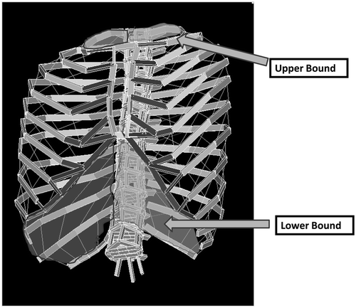 Figure 6. Upper and lower bounds of the thorax.