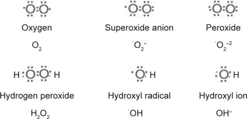 Figure 1 Commonly occurring reactive oxygen species in metabolically active cells.