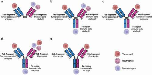 Figure 1. Different formats of bispecific antibodies targeting myeloid cells.