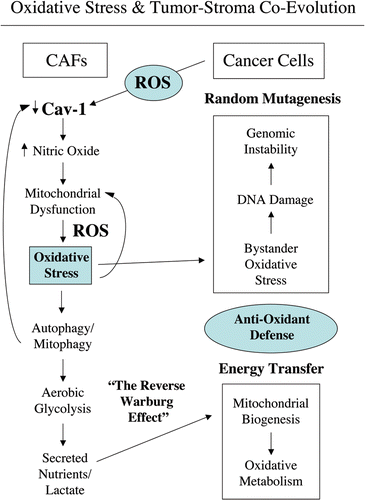 Figure 18 Oxidative stress in cancer associated fibroblasts functions as a “metabolic” and “mutagenic” motor, driving epithelial cancer cell evolution. An oxidative stress based model of tumor-stroma co-evolution is presented, which summarizes our current findings. In this model, the mutagenic evolution and metabolic coupling of cancer cells with adjacent fibroblasts during tumor formation is highlighted. First, cancer cells induce a loss of Cav-1 in adjacent fibroblasts. Loss of Cav-1 triggers NO production, mitochondrial dysfunction and oxidative stress in fibroblasts—via ROS production. In turn, oxidative stress affects both cancer cells and fibroblasts. In cancer cells, oxidative stress promotes DNA damage and genetic instability, by a bystander effect. Thus, cancer cells induce oxidative stress in fibroblasts, which sequentially leads to their own mutagenesis, promoting a more aggressive phenotype (mutagenic evolution). On the other hand, oxidative stress triggers autophagy/mitophagy and aerobic glycolysis in CAFs, with HIF-1α upregulation, inducing the creation of a lactate-rich microenvironment. In this way, CAFs provide nutrients to cancer cells, to stimulate their mitochondrial biogenesis, and directly fuel oxidative metabolism (metabolic coupling). In addition, cancer cells escape oxidative mitochondrial damage and apoptosis by the upregulation of anti-oxidant enzymes, such us peroxiredoxin-1. Oxidative stress-induced autophagy may play a key role in mediating both Cav-1 downregulation and in the disposal of damaged mitochondria, promoting aerobic glycolysis in cancer-associated fibroblasts (the Reverse Warburg effect). For example, treatment with an autophagy inhibitor (namely chloroquine) blocks the downregulation of Cav-1 observed upon co-culture with MCF7 cells,Citation15 suggesting that Cav-1 and caveolae both undergo autophagic-lysomal degradation in fibroblasts.