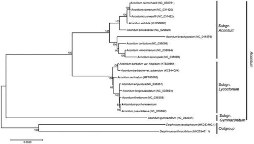 Figure 1. Maximum-likelihood(ML) tree based on the 78 chloroplast protein-coding genes of 20 taxa including A. puchonroenicum. These sequences were aligned using MAFFT (http://mafft.cbrc.jp/alignment/server/index.html) and used to generate ML phylogenetic tree by MEGA 7.0 (Kumar et al. Citation2016). The scale bar denotes the number of changes over the whole sequences. NCBI accession numbers are in parentheses.
