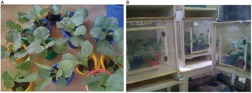 Figure 1. 21 days-old of cabbage plants (A): cabbage plants used for P. xylostella culturing and laboratory bioassay, (B): mass culturing of P. xylostella on young cabbage plants in green house.