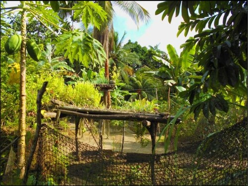 Figure 3. A wooden framed azoteas, surrounded by papaya, coconut and other fruit trees (photo: C.J. Idrobo).