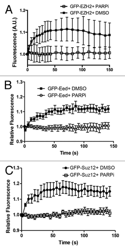 Figure 2. Ezh2 recruitment to laser induced DNA damage is PARP dependent. U2OS cells expressing (A) GFP-Ezh2, (B) GFP-Eed, or (C) GFP-Suz12 were treated with PARP inhibitor AG14361 (5 μM) or DMSO (control) for 1 h prior to damage induction. Cells were then laser micro-irradiated and imaged over time. Quantifications (an average of 12–15 cells was plotted) of the GFP signal at the micro-irradiated regions were plotted and shown as indicated. Error bars represent SEM.