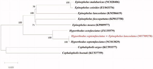 Figure 1. Molecular phylogenetic tree of complete mitochondrion genes among 5 species of Epinephelus, 2 species of Cephalopholis, and 2 species of Hyporthodus. The phylogenetic tree was constructed using neighbor joining.