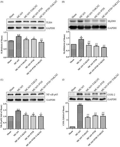 Figure 9. Combined administration of PTH and TAK-242 did not enhance the effects of PTH in MCAO rats. Representative western blot and quantitative analysis of TLR4 (A), MyD88 (B), NF-κB p65 (C), and COX-2 (D) in different groups (n = 3). Data are presented as mean ± SEM. *p < 0.05, **p < 0.01 vs. Sham; #p < 0.05, ##p < 0.01 vs. MCAO.