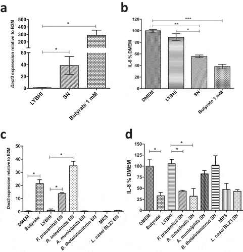 Figure 4. Effect of butyrate on Dact3 expression. (a) Dact3 expression and (b) IL-8 production by HT-29 cells co-incubated with 1 mM of butyrate. Results are represented as the FC of Dact3 expression relative to LYBHI and IL-8 have been normalized to DMEM. All experiments were performed in triplicate. Non-parametric Kruskal-Wallis and Dunn’s post hoc test *p < .05; **p < .01; ***p < .001. (c) Dact3 expression and (d) IL-8 production in TNF-α-stimulated HT-29 cells and treated with the SN of different bacterial strains producing or not butyrate. LYBHI and MRS were used as negative control of the SN from the different bacterial strains. Results are expressed as the FC of Dact3 expression relative to LYBHI and IL-8 have been normalized to DMEM. All experiments were performed in triplicate. Non-parametric Kruskal-Wallis and Dunn’s post hoc test *p < .05