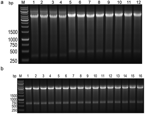 Figure 3. Detection of antibody gene pool by gel electrophoresis.(a) Identification of six sub-libraries after enzyme digestion, M stands for DNA ladder, 1 and 2 indicate that the VK2 sub-pool is subjected to SacI and HindIII digestion; and 3 and 4 indicate that the VK3 sub-pool is subjected to SacI and HindIII digestion; 5 and 6 indicate that the VH3-lib1 sub-pool is subjected to BamHI and SalI digestion, and 7 and 8 indicate that the VH3-lib2 sub-pool is subjected to BamHI and SalI digestion. 9 and 10 indicate that the VH4-lib1 sub-pool is subjected to BamHI and SalI digestion, and 11 and 12 indicate that the VH4-lib2 sub-pool is subjected to BamHI and SalI digestion. (b) Identification of eight single-strand libraries after enzyme digestion. M represents DNA ladder, 1 and 2 indicate VK2-VH3-lib1 by SacI and SalI digestion; 3 and 4 indicate VK2-VH3-lib2 by SacI and SalI digestion; 5 and 6 indicate VK2-VH4-lib1 by SacI and SalI digestion, 7 and 8 indicate VK2-VH4-lib2 by SacI and SalI digestion, 9 and 10 indicate VK3-VH3-lib1 by SacI and SalI digestion, and 11 and 12 indicate VK3-VH3-lib2 by SacI and SalI digestion, 13 and 14 indicate VK3-VH4-lib1 by SacI and SalI digestion, and 15 and 16 indicate VK3-VH4-lib2 by SacI and SalI digestion.