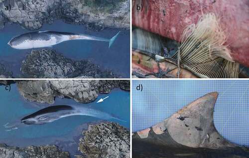 Figure 3. Morphological and morphometric features of the ID531 individual: (a) colouration of the left side of the ventral region, (b) colour of baleen, (c) left side of the individual: the arrow indicates the dorsal fin, (d) dorsal fin at higher magnification.