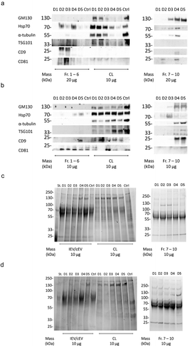 Figure 7. Characterization of the IEV protein cargo for EV markers. (a and b) Commonly EV-associated proteins Hsp70, TSG101, CD9 and CD81 along with GM130 and α-tubulin were analysed by western blotting from the pooled fractions 1–6 of cEVs and IEVs or cell lysate (CL) of PC-3 (a) and A549 (b) cells. Also fractions 7–10 from IEV samples were analysed. Representative blots are shown with three independent samples of IEVs/cEVs and two independent samples of CL and fractions 7–10. While other protein markers seemed to be depleted from the IEVs and cEVs, membrane proteins CD9 and CD81 were enriched in those samples. (c and d) the samples were also analysed by stain-free SDS-PAGE, showing a distinct pattern of proteins in both pools of fractions 1–6 and 7–10 when compared to CL.
