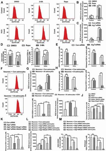 Figure 6. Impaired autophagy of astrocytes reduces the protective effect of antioxidant stress on neurons by reducing GSH release, which can be improved by activating the NFE2L2 pathway. (A) Effect of inhibition (3-MA) or activation (Rapa) of autophagy on reactive oxygen species (ROS) levels of astrocytes as detected by flow cytometry. (B) Statistical results of ROS levels in astrocytes in Figure 6A. Data are presented as the mean ± SD (N = 4). **p < 0.01; ns: no significance. (C) Statistical results of ROS levels in astrocytes after inhibiting autophagy by Atg7 siRNA. Data are presented as the mean ± SD (N = 4). **p < 0.01; ns: no significance. (D) Levels of glutathione in astrocytes (left) and culture media (right) after inhibition (3-MA) or activation (Rapa) of autophagy. Data are presented as the mean ± SD (N = 4). *p < 0.05, **p < 0.01; ns: no significance. (E) Levels of glutathione in astrocytes (left) and culture media (right) after inhibiting autophagy by Atg7 siRNA. Data are presented as the mean ± SD (N = 4). **p < 0.01; ns: no significance. (F) ROS levels in neurons detected by flow cytometry after co-cultured with control (Con) astrocytes or autophagy impaired (AI) astrocytes. (G) Statistical results of ROS levels in neurons co-cultured with control (Con) astrocytes or autophagy impaired (AI) astrocytes. Data are presented as the mean ± SD (N = 4). **p < 0.01; ns: no significance. (H) Levels of glutathione in neurons (left) and culture media (right) after co-cultured with control (Con) astrocytes or autophagy impaired (AI) astrocytes. Data are presented as the mean ± SD (N = 4).**p < 0.01; ns: no significance. (I) Effects of exogenous glutathione added into culture medium on the levels of glutathione and ROS in neurons co-cultured with control (Con) astrocytes or autophagy impaired (AI) astrocytes. Data are presented as the mean ± SD (N = 4). **p < 0.01. (J) Effect of inhibition (Nfe2l2 siRNA) or activation (Keap1 siRNA) of NFE2L2 on glutathione levels released by autophagy-activated astrocytes. Data are presented as the mean ± SD (N = 4).*p < 0.05, **p < 0.01; ns: no significance. (K) Effect of inhibition (Nfe2l2 siRNA) or activation (Keap1 siRNA) of NFE2L2 on glutathione levels released by autophagy impaired astrocytes. Data are presented as the mean ± SD (N = 4). **p < 0.01. (L) Effect of inhibition (Nfe2l2 siRNA) or activation (Keap1 siRNA) of NFE2L2 on ROS levels in neurons co-cultured with autophagy impaired astrocytes. Data are presented as the mean ± SD (N = 4). **p < 0.01; ns: no significance. (M) Effect of inhibition (Nfe2l2 siRNA) or activation (Keap1 siRNA) of NFE2L2 on glutathione levels in neurons (left) and culture media (right) after co-cultured with autophagy impaired astrocytes. Data are presented as the mean ± SD (N = 4). *p < 0.05, **p < 0.01; ns: no significance