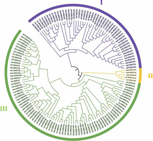 Figure 2. Phylogenetic tree of pre-miR319 sequences from different plant species.