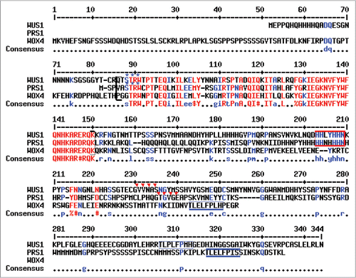 Figure 3 Shared motifs in WUS1, PRS1/WOX3 and WOX4 homologous proteins. Alignment of the full-length amino acid sequences of the WUS1, PRS1/WOX3 and WOX4 proteins. Shared residues found in all three proteins are shown in red; residues shared in two of the three proteins are shown in blue. The WOX homeobox region is bracketed, and comprises 66 amino acids in WUS1 and 65 amino acids in PRS1/WOX3 and WOX4. The HIS-box motifs are boxed in red; the WUS boxes are boxed in blue; the blue asterisks designate shared predicted Protein Kinase-C phosphorylation sites; the red triangles designate predicted shared N-myristoylation sties.