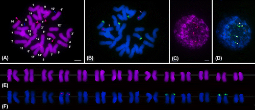 Figure 1. Mitotic chromosomes and interphase nuclei of Alocasia cucullata after sequential CPD staining and FISH with 5S and 45S rDNA probes. (A, C) CPD banded metaphase and interphase cells, respectively. (B, D) The chromosomes and interphase nucleus hybridized with 5S (red) and 45S (green) rDNA probes and counterstained using DAPI (blue). (E) The karyotype showing CPD and DAPI+ bands. (F) The karyotype showing rDNA FISH signals and DAPI+ bands. Chromosome numbers in (A) are designated by means of karyotyping. Red arrowheads in (A) and (C) indicate the CPD bands and CPD-banded blocks, respectively; Blue arrows in (A) and (B) indicate the DAPI+ bands; Green arrowheads in (D) indicate the four strongly fluorescing knobs of the 45S rDNA signals. Scale bars represent 5 μm.