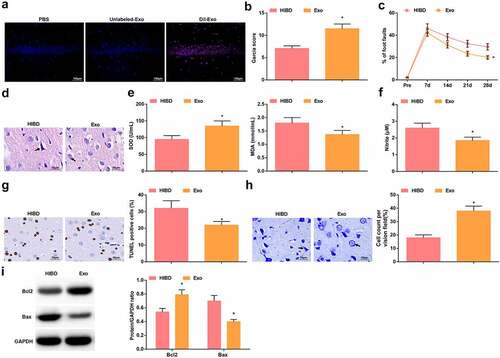 Figure 3. BMSCs-Exo improve HIBD in newborn rats. A. DiI-labeled Exo in the hippocampus of HIBD rats; B. Neurological function score of HIBD rats after injection with BMSCs-Exo; C. Behavioral function of HIBD rats after injection with BMSCs-Exo; D. HE staining; E. SOD and MDA levels of HIBD rats after injection with BMSCs-Exo; F. NO levels of HIBD rats after injection with BMSCs-Exo; G. TUNEL staining; H. Nissl staining; I. Bax and Bcl-2 protein expression in HIBD rats after injection with BMSCs-Exo; measurement data were expressed as mean ± standard deviation; * P < 0.05 vs. the HIBD group.