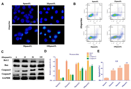 Figure 3 Alo induces bladder cancer cell apoptosis. (A) Images of apoptotic EJ cells incubated with vehicle or Alo (25,50,100µmol/L) for 24 h, as determined by Hoechst 33342 staining (scale bars, 40 µm). (B) EJ cells exposed to Alo (25,50,100µmol/L) for 24 h were harvested and analyzed by flow cytometry. (C) Western blotting was performed to analyze the expressions of Bax, Bcl-2 and Caspase-3 following Alo (25,50,100µmol/L) treatment for 24 h. Then the band intensity was quantified by ImageJ software. (D) The analysis of Western blotting. (E) The analysis of flow cytometry. The results were expressed as the mean ± standard deviation of three independent experiments and each was performed in triplicate. n = 5; *P<0.05 and **P<0.01 vs non-Alo treated group (0µmol/L).Abbreviation: Alo, Aloperine.