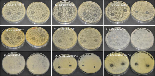 Figure S6 Antifungal properties of itraconazole-loaded electrospun fiber mats. In some strains of C. albicans a weak inhibition was observed.Abbreviations: C. albicans, Candida albicans; F. solani, Fusarium solani; A. brasiliensis, Aspergillus brasiliensis; A. fumigatus, Aspergillus fumigatus.