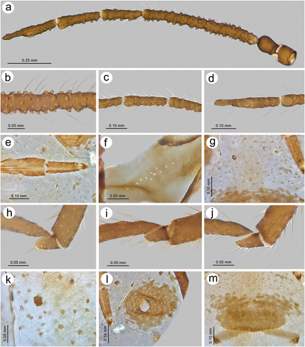 Figure 26. Morphological features of alate viviparous female of S. nipponicus sp. nov.: (a) antenna, (b) sensilla structure on ANT III, (c) ANT V with sensilla, (d) ANT VI with sensilla, (e) ultimate rostral segments, (f) hind wing sensilla, (g) dorsal abdominal cuticle, (h) first segment of fore tarsus, (i) first segment of middle tarsus, (j) first segment of hind tarsus, (k) dorsal abdominal chaetotaxy, (l) SIPH, (m) genital plate.