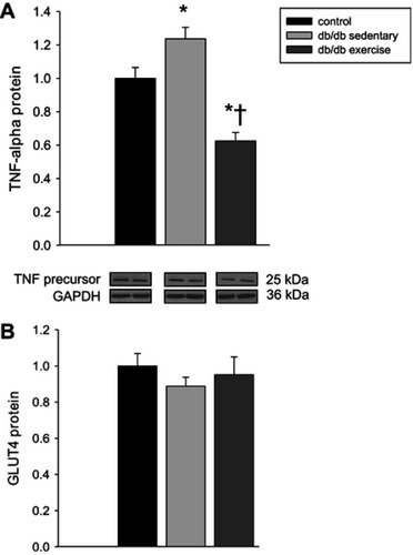 Figure 3 The effects of diabetes and exercise training on cardiac TNF-α (panel A) and GLUT4 (panel B) protein expression. Values are reported as mean ± SEM for 4–6 mice per group. *P<0.05 compared to lean control mice. †P<0.05 compared to db/db sedentary mice.Abbreviations: TNF-α, tumor necrosis factor-alpha; GLUT4, glucose transporter protein 4; GAPDH, glyceraldehyde-3-phosphate dehydrogenase.