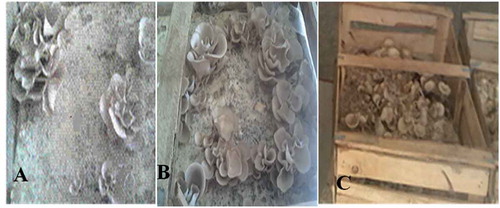 Figure 2. Cultivation of mushroom in (a) Wheat straw, (b) cotton waste and (c) wood waste.