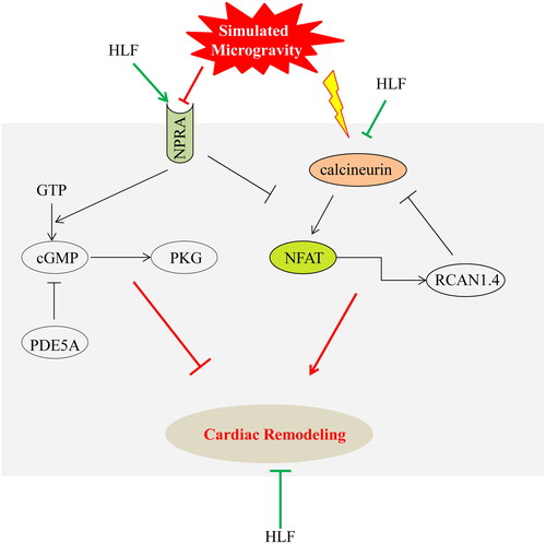 Figure 9. Mechanism of HLF protects from cardiac remodelling induced by simulated microgravity. Red represents the effect of simulated microgravity, green represents the therapeutic effect of HLF, and black represents proven effects. Arrows indicate activation, T-shapes indicate inhibition. The underlying mechanisms of HLF protective effects in simulated microgravity-induced cardiac remodeling are corresponding with the role of HLF in activating NPRA-cGMP-PKG signalling pathways and inhibiting calcineurin-NFAT signalling pathways.