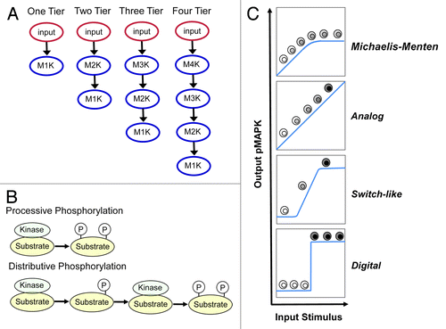 Figure 1. Key variables and system outputs explored in mathematical models. (A) The number of kinases present within the module: one kinase = one-Tiered (1T), 2 kinases = 2-tiered (2T), 3 kinases = 3-tiered (3T) and 4 kinases = 4-tiered (4T). (B) Two modes of activating kinases in the MAPK module: processive phosphorylation [P] (upper panel), where phosphorylation sites within the activation loops are phosphorylated during a single binding step: vs. distributive phosphorylation [D] (lower panel), where only one phosphorylation occurs during binding, and the kinases must re-bind for the second phosphorylation to occur. (C) The 4 different outputs that can be generated from MAPK modules. Classic Michaelis–Menten (MM) kineticsCitation72 where the system is initially linear but then becomes saturate; analog output, which transmit continuous information that is directly proportional to the input stimulusCitation17; switch-like output, which follows a sigmoidal dose-response curve where initially the system is relatively unresponsive and then responds rapidly to inputCitation10,Citation73; and digital output, where the system can only stably exists in one of 2 states, off or onCitation15 with a threshold that defines the switch.