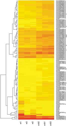 Figure 3. Heatmap (log RPKM+1) showing the expression profiles of differentially expressed genes between UV-B treated (UVB) and white light control (w) groups in somatic cells.Note. Due to non-stranded library to generate the data, some loci included two known genes that are marked with integer number postfixes on the graph. These loci are as below: