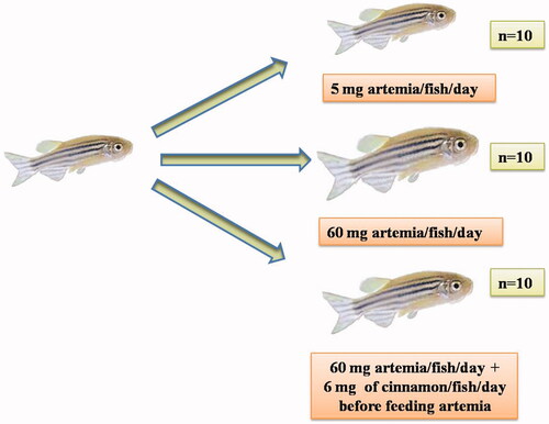 Figure 1. Overview of feeding experiments for zebrafish obesity model. Three major feeding groups were taken up for this study. One was normal feeding group, second was overfeeding group, third was overfeeding group which was also fed cinnamon.