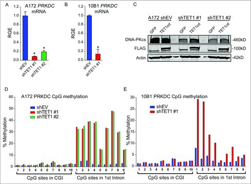 Figure 5. PRKDC expression is dependent on TET1 activity. qRT-PCR showing PRKDC mRNA levels in control and TET1-deficient A172 (A) or 10B1 (B) cells relative to GAPDH; 3 independent experiments included 3 technical replicates each. Statistical significance was determined by Student's t-test and error bars are SEM. (C) Western blotting of DNA-PKcs levels in control or TET1-deficient A172 cells following transfection with GFP, active FLAG-TET1-cd, or inactive FLAG-TET1-cd (mut). Actin was used as a loading control and blot shown is representative of 3 independent experiments. (D-E) Bisulfite-pyrosequencing results of 10 CpGs within the promoter CpG island and 9 CpGs within intron 1 of PRKDC in control or TET1-deficient A172 (D) and 10B1 (E) cells. Results shown are percent methylation at each CpG. Results are representative of 2 independent experiments.