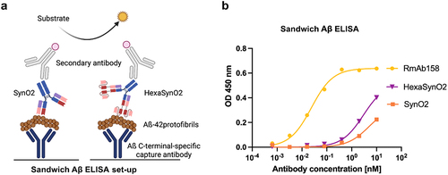 Figure 4. Sandwich Aβ ELISA detects cross-reactivity of SynO2 and HexaSynO2 with Aβ aggregates.