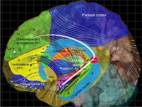 Figure 2 Human prefrontal hippocampal connections.