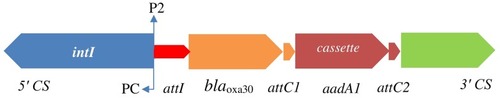 Figure 2 Physical map of Shigella atypical class 1 integron and locations of blaOXA-30 and aadA genes.