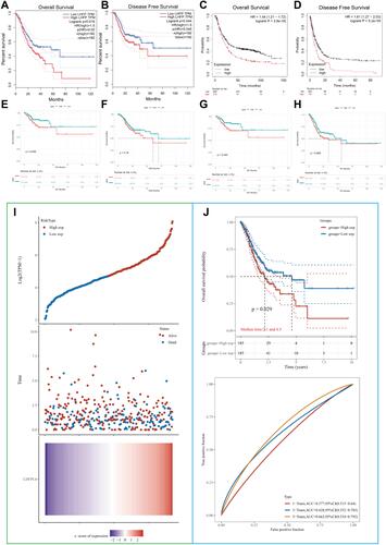 Figure 4 Comparison of survival between patients showing high vs low LHFPL6 expression using Kaplan–Meier curves based on three probe sets from the Gene Expression Profiling Interactive Analysis (GEPIA) and Kaplan–Meier plotter databases. (A) Overall survival (OS) based on the GEPIA database. (B) Disease-free survival (DFS) based on the GEPIA database.(C) OS based on the Kaplan–Meier plotter database. (D) Post-progression survival (PPS) based on the Kaplan–Meier plotter database. (E–H) OS, disease-free interval (DFI), disease-specific survival (DSS), and progression-free interval (PFI) based on The Cancer Genome Atlas-STAD database. (I) Risk score curves. Patients were divided into low- and high-risk groups according to their median LHFPL6 expression. The relationship between survival status and survival duration (years) is illustrated. The horizontal coordinates all represent samples, and the samples are ordered consecutively. (J) Kaplan–Meier survival analysis and time-dependent receiver operating characteristic analysis based on LHFPL6 expression.