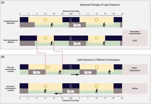 Figure 1. Light exposure during summer and winter months as well as in late and early chronotypes and associations with mood disorders. (A) Natural light exposure of summer and winter is compared to sleep–wake behaviour of a human with an average chronotype. In summer, long photoperiods ensure relatively long exposure to natural light during the activity phase. Contrarily, short photoperiods in winter have the effect that humans are exposed to only short periods of natural light during their activity phase. This condition facilitates the development of SAD during winter. (B) Humans with very late chronotypes are so delayed (arrow) that they miss a lot of daylight and may only receive as much natural light in summer like a person with a normal chronotype receives in winter (the orange dashed line demonstrates similar lengths of light exposure in winter of a normal chronotype and in summer of a late chronotype). In contrast, humans with an extreme early chronotype get a lot of daylight during their activity phase. The chronic lack of light may explain why usually late chronotype strongly correlates with MDD, and not early chronotypes. The lighting conditions approximate seasonal conditions in central Europe. Icons were taken from https://www.flaticon.com/.