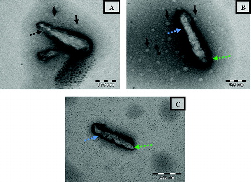 Figure 7. Transmission electron micrograph of E. coli treated with NCPLE. The images are taken from the same copper grid from different regions (a–c). Black arrows indicate the nanoemulsions present in the vicinity of bacterial cells. Black broken arrows indicate the fusion of outer and inner membranes leading to cell leakage. Blue broken arrows indicate the surface roughness of bacterial cells. Green broken arrows indicate the rupture of cell membrane.