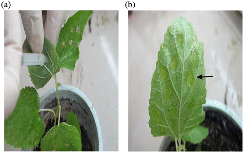 Fig. 1. Agro-infiltration was performed for mulberry seedling leaves.